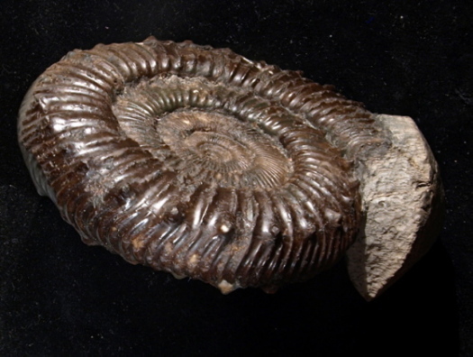 04_Kettleness_18_2609_FURFOSSIL.jpg 04_Kettleness_18_2609_FURFOSSIL.jpg