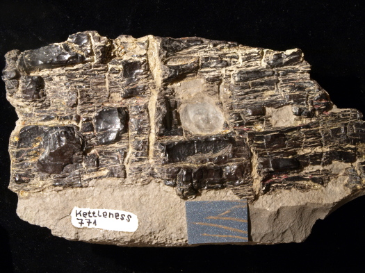 04_Kettleness_20_0771_FURFOSSIL.jpg 04_Kettleness_20_0771_FURFOSSIL.jpg