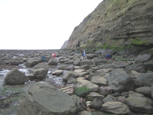 05_Skinningrove_02_FURFOSSIL.jpg 05_Skinningrove_02_FURFOSSIL.jpg