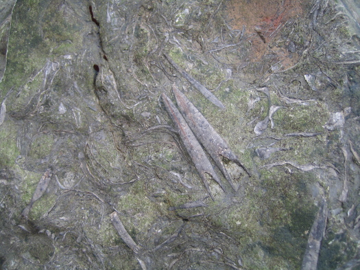 05_Skinningrove_03_FURFOSSIL.jpg 05_Skinningrove_03_FURFOSSIL.jpg