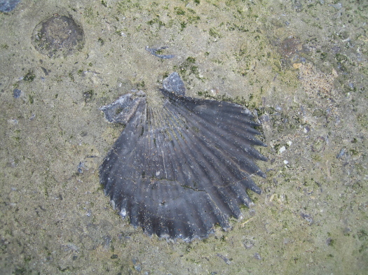 05_Skinningrove_04_FURFOSSIL.jpg 05_Skinningrove_04_FURFOSSIL.jpg
