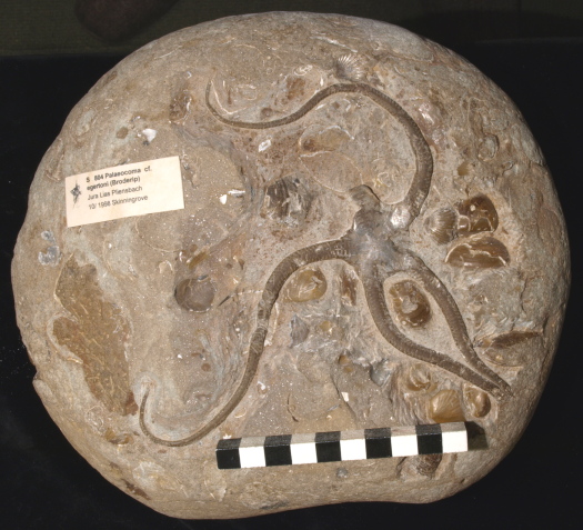 05_Skinningrove_09_0804_FURFOSSIL.jpg 05_Skinningrove_09_0804_FURFOSSIL.jpg