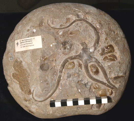 05_Skinningrove_09_0804_FURFOSSIL.jpg