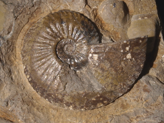 05_Skinningrove_10_1075_FURFOSSIL.jpg 05_Skinningrove_10_1075_FURFOSSIL.jpg