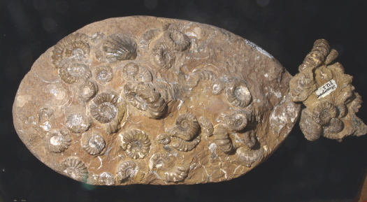 05_Skinningrove_11_0812_FURFOSSIL.jpg 05_Skinningrove_11_0812_FURFOSSIL.jpg