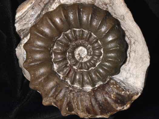 05_Skinningrove_12_1642_FURFOSSIL.jpg 05_Skinningrove_12_1642_FURFOSSIL.jpg