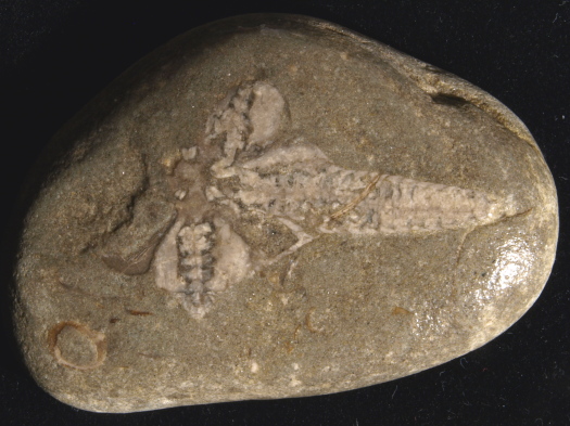 05_Skinningrove_13_1674_FURFOSSIL.jpg