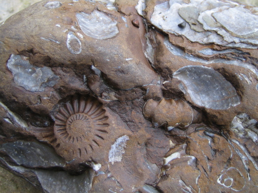 08_Staithes_06_FURFOSSIL.jpg