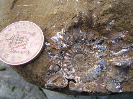 08_Staithes_07_FURFOSSIL.jpg