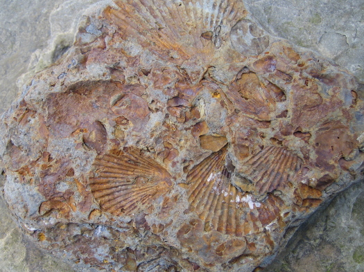 08_Staithes_08_FURFOSSIL.jpg 08_Staithes_08_FURFOSSIL.jpg