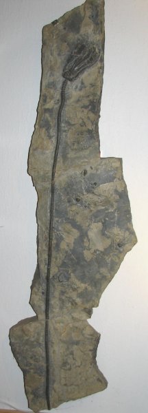 Encrinus01.jpg Encrinus01.jpg