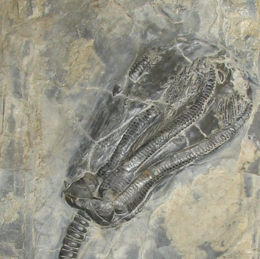 Encrinus01a.jpg Encrinus01a.jpg
