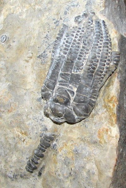 Encrinus02.jpg Encrinus02.jpg