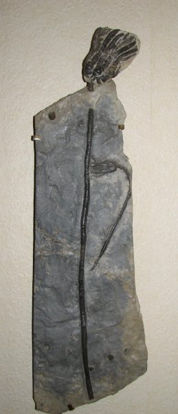 Encrinus03.jpg Encrinus03.jpg