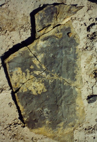 Encrinus03_unpr_auml_pariert_Alverdissen.jpg Encrinus03_unpr_auml_pariert_Alverdissen.jpg
