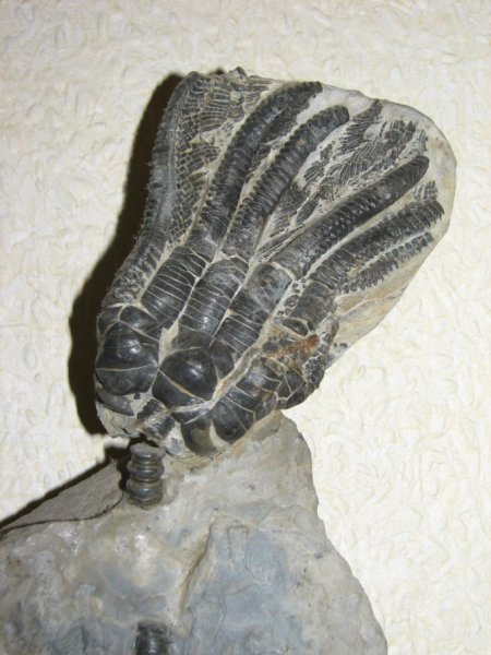 Encrinus03a.jpg Encrinus03a.jpg