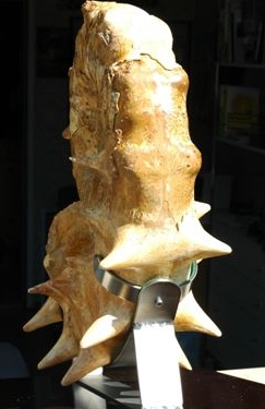 Tomba08_DSC_1739.JPG Tomba08_DSC_1739.JPG