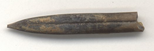 Bild4_Belemnopsis_subhastata.jpg Bild4_Belemnopsis_subhastata.jpg