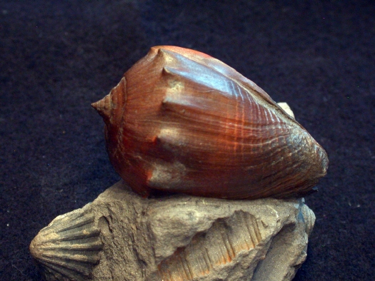 Abb._08_Athleta_ficulina_rarispina.jpg Abb._08_Athleta_ficulina_rarispina.jpg