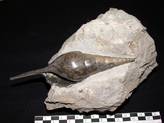 Abb._09_Tibia_dentata_Matrix1.jpg Abb._09_Tibia_dentata_Matrix1.jpg