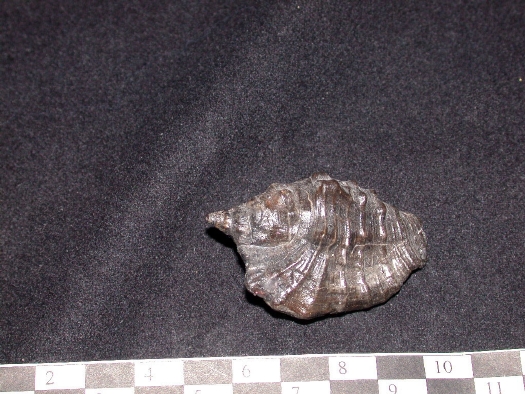 Abb._10_Strombus_coronatus.jpg Abb._10_Strombus_coronatus.jpg