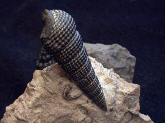 Abb._11_Cerithium.jpg Abb._11_Cerithium.jpg