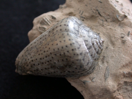 Abb._16_Conus_Mercati.jpg Abb._16_Conus_Mercati.jpg