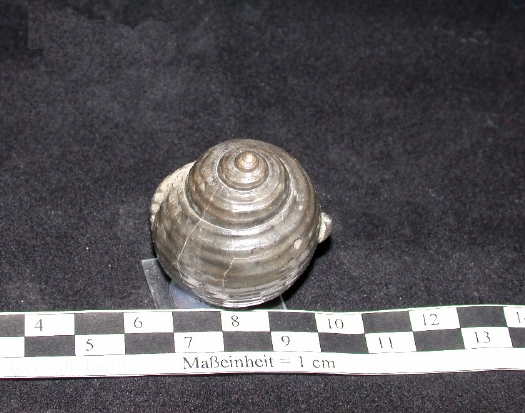 Abb._22_Dolium_orbiculatum.jpg Abb._22_Dolium_orbiculatum.jpg