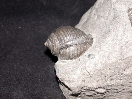 Abb._23_Dolium_pathologisch.jpg Abb._23_Dolium_pathologisch.jpg