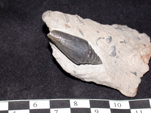 Abb._25_Conus_brezinae.jpg Abb._25_Conus_brezinae.jpg