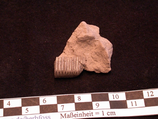 Abb._27_Rochen.jpg Abb._27_Rochen.jpg