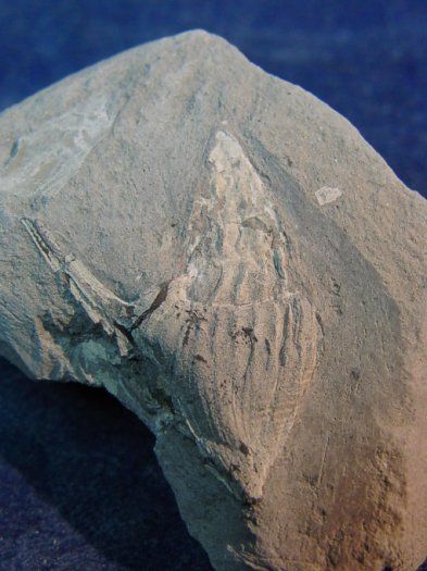 Aporrhais_reussi.jpg Aporrhais_reussi.jpg