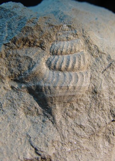 Aporrhais_stenoptera.jpg Aporrhais_stenoptera.jpg