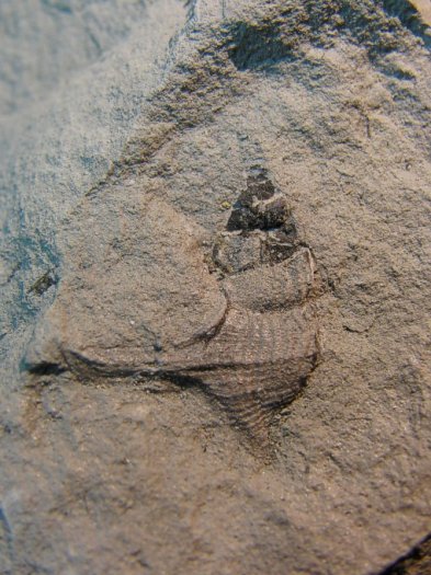 Aporrhais_substenoptera.jpg Aporrhais_substenoptera.jpg