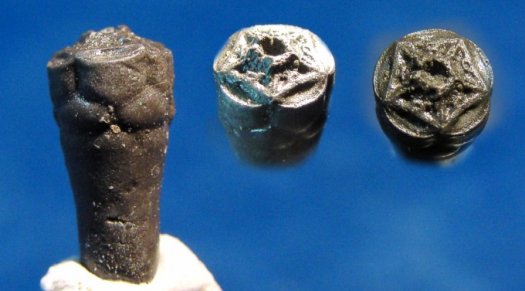 Bourgueticrinus_ellipticus__1_.jpg Bourgueticrinus_ellipticus__1_.jpg