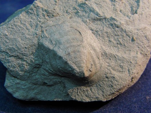 Brunonia_grandis.jpg Brunonia_grandis.jpg