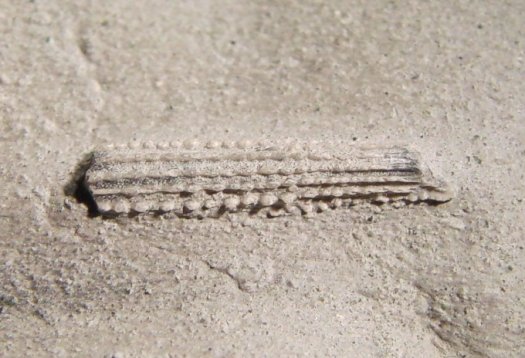 Cidaridenstachel.jpg Cidaridenstachel.jpg