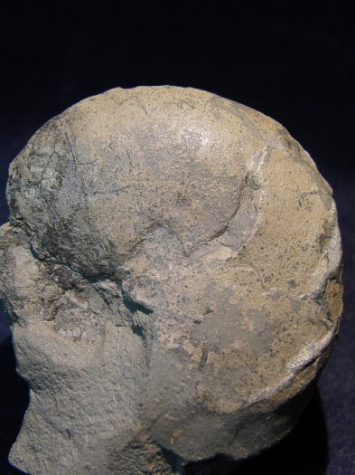 Eutrephoceras_sp.__1_.jpg Eutrephoceras_sp.__1_.jpg
