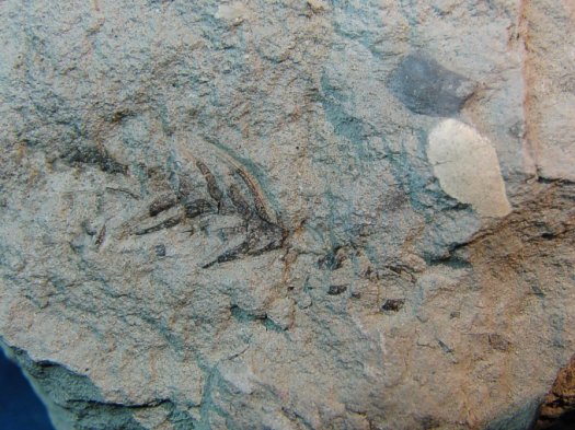 Geinitzia_sp..jpg Geinitzia_sp..jpg