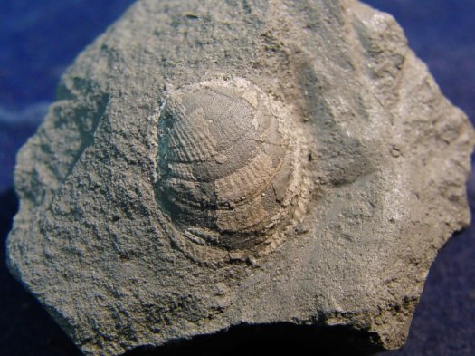 Glycimeris_geinizi.jpg Glycimeris_geinizi.jpg