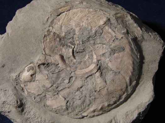 Hauericeras_sp.jpg Hauericeras_sp.jpg