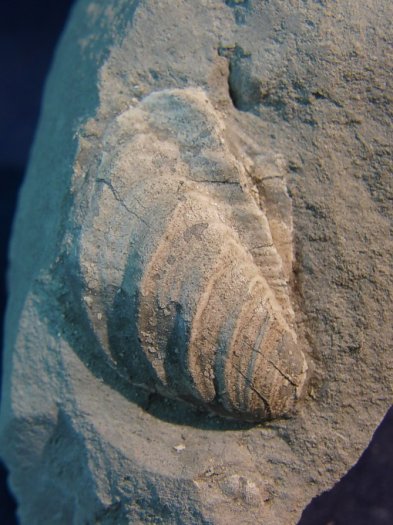 Inoceramus patootensiformis_1.jpg Inoceramus patootensiformis_1.jpg