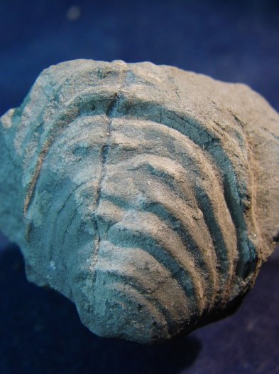 Inoceramus_cordiformis.jpg Inoceramus_cordiformis.jpg