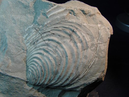 Inoceramus_rhomboides.jpg Inoceramus_rhomboides.jpg