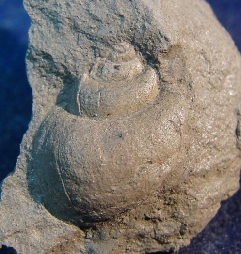 Natica_cretacea.jpg Natica_cretacea.jpg