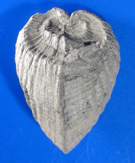Pholadomia_decussata.jpg Pholadomia_decussata.jpg
