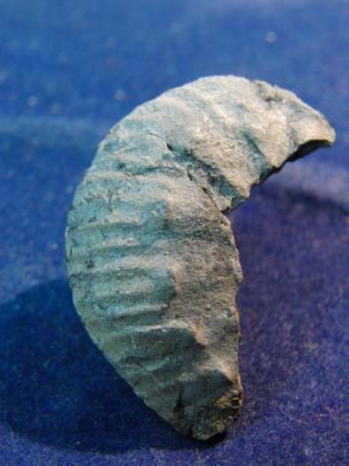 Scaphites_inflatus.jpg Scaphites_inflatus.jpg