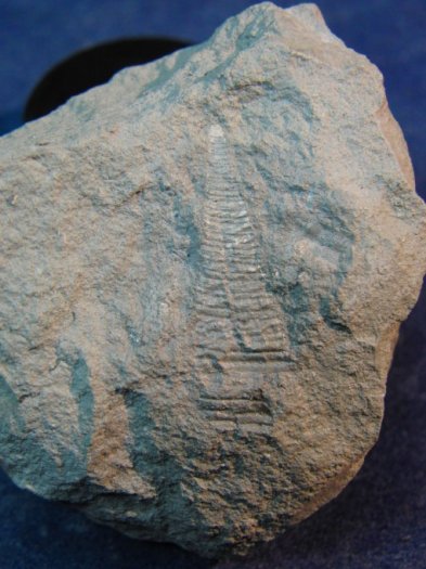 Turritella_nodosa.jpg Turritella_nodosa.jpg