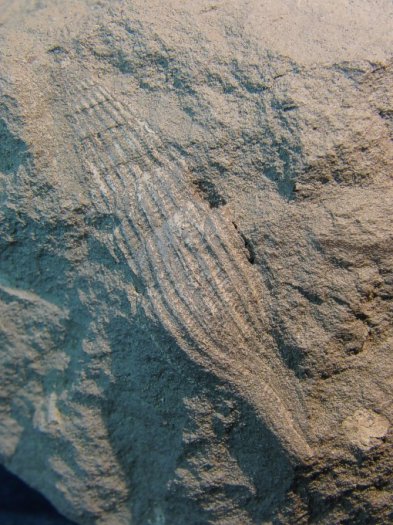 Volutoderma_subsemiplicata.jpg Volutoderma_subsemiplicata.jpg