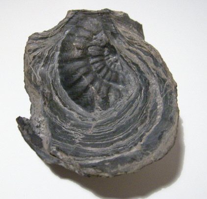DSCI0010.JPG DSCI0010.JPG